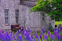CANADA;PRINCE_EDWARD_ISLAND;KINGS_COUNTY;OLD_HOUSE;BUILDING;LUPINS;FLOWERS;SUMME